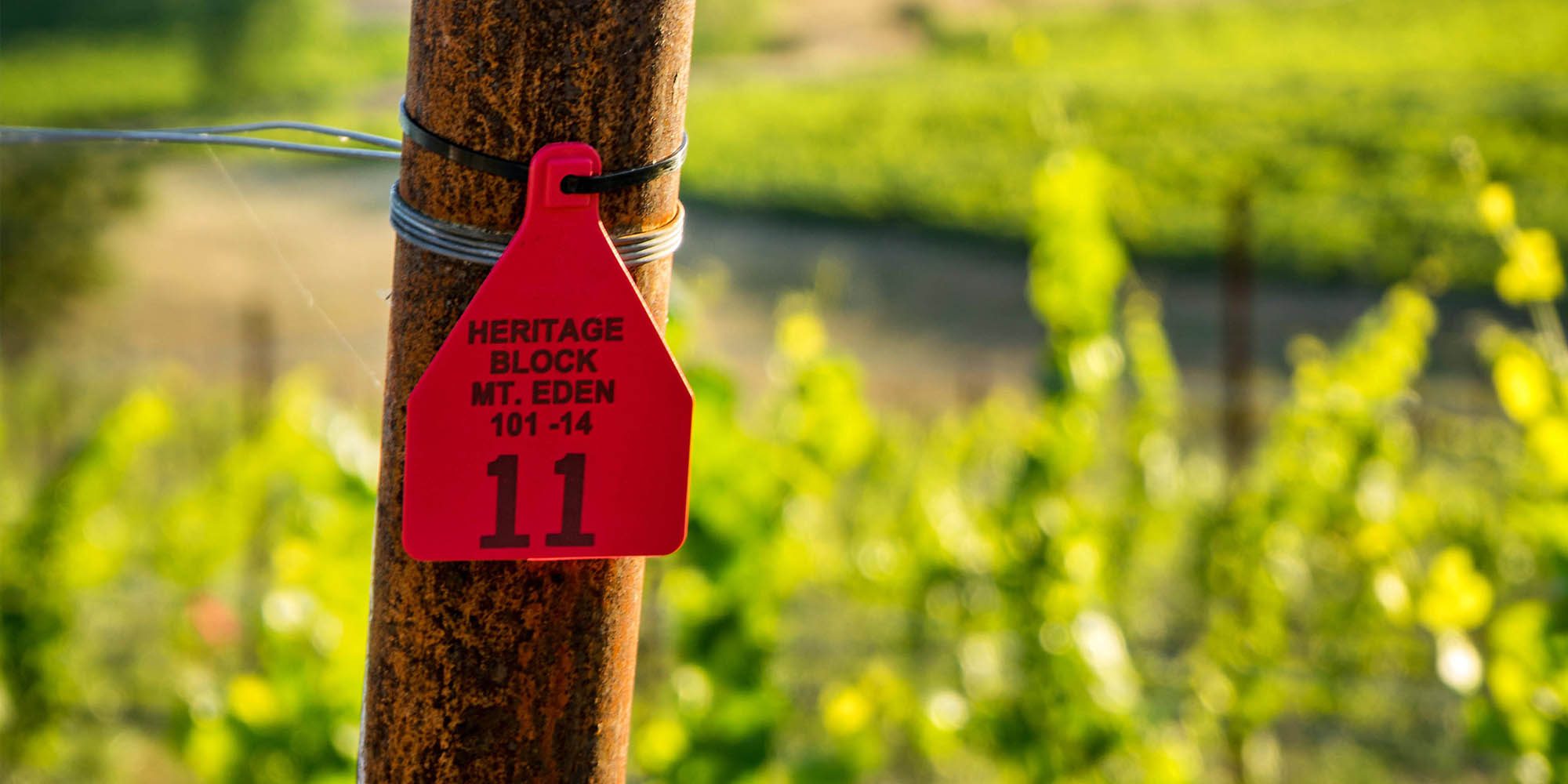 The Heritage Block at Vineyard eleven in the Russian River Valley